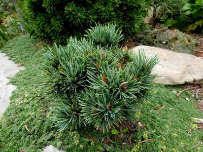 Sosna oścista 'Pluto' Pinus aristata