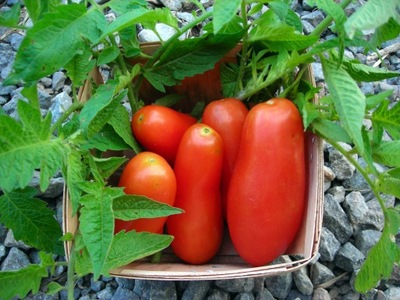 Pomidor san marzano Sadzimy-pl.