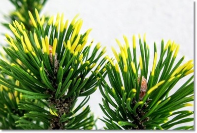 Pinus mugo 'Golden Flash' - !!! !!! !!!