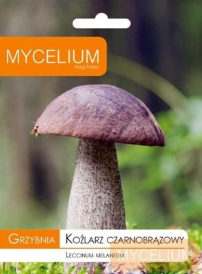 Grzybnia koźlarz czarnobrązowy 10g MYCELIUM