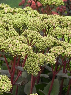 rozchodnik wielki (Sedum telephium) Matrona