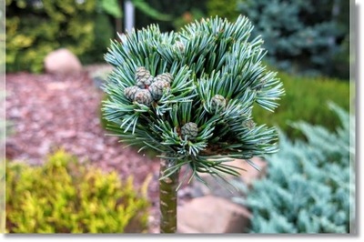 Pinus parviflora 'Regenhold' - KARZEŁEK !!!