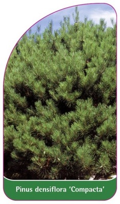 Pinus densiflora 'Compacta'