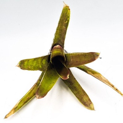 Neoregelia Angustifolia x Pauciflora terrarium wiwarium
