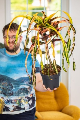 Codiaeum variegatum 'Dreadlocks' ø19 cm