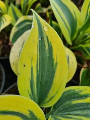 Funkia / Hosta PERMAFROST