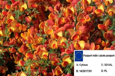 Żarnowiec 'Cytisus scoparius' POMARAŃCZOWY