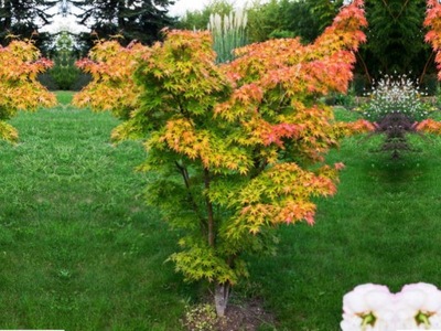 Klon Palmowy acer palmatum 'Żóty'
