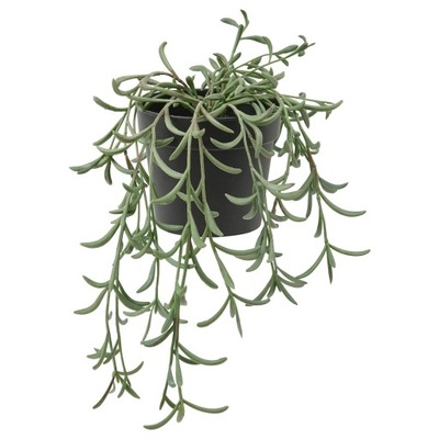 IKEA FEJKA Sztuczna roślina Starzec Rowleya wisząc