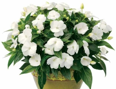 NIECIERPEK BIAŁY White P9