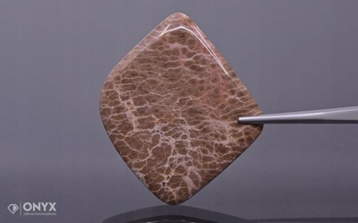 Drewno skamieniałe wypukła płytka nieregularna 43x39 mm