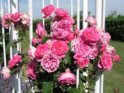 Róża wielkokwiatowa Różowa Angielska- gat. I