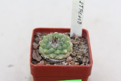 Strombocactus pulcherrimus (esperanzae)