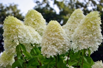 HORTENSJA GRANDIFLORA NIEWYMAGAJĄCA BURZA KWIATÓW!