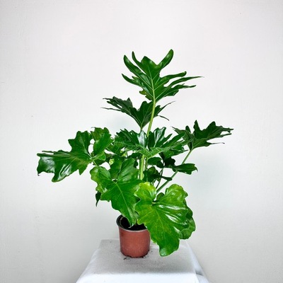 Philodendron Selloum Filodendron