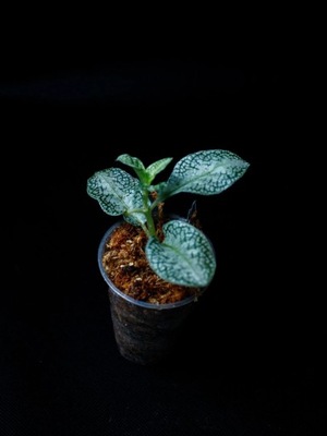 Argostemma sp. "White"