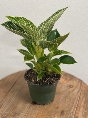 Philodendron filodendron birkin SADZONKA 30 cm