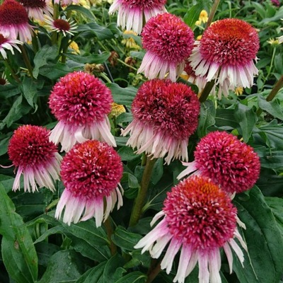 Jeżówka STRAWBERRY AND CREAM Sadzonka C2