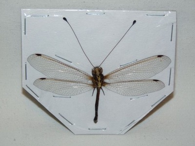 Ważka Neuroptera sp. 70 mm.