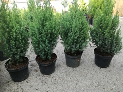 Jałowiec Juniperus 'Chiński Stricta'
