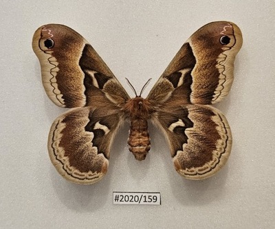 Callosamia promethea samica 79mm.