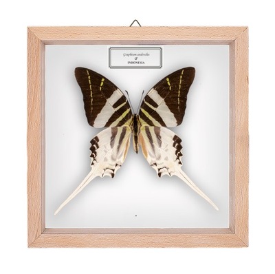 Motyl w gablotce Graphium androcles