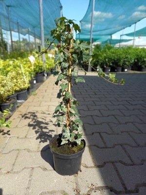 Hedera Helix - Borostyán C2