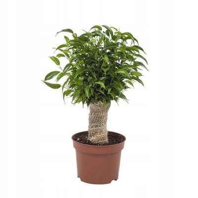 Fikus Benjamin Natasja Figowiec Benjamina z Jutą Ficus