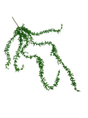 Senecio sukulent zwisający 57 cm zielony
