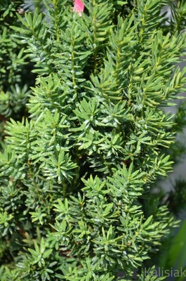 Taxus x media 'Hillii' Cis pośredni 40-60 cm 5L