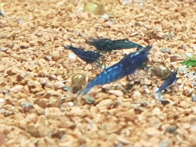 Krewetka Neocaridina BLUE VELVET 10 szt