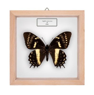 Motyl w gablotce Papilio cacicus inca