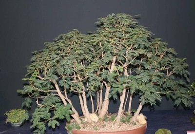 ALBIZIA LOPHANTHA (PARASERIANTHES LOPHANTHA) 10 NASION