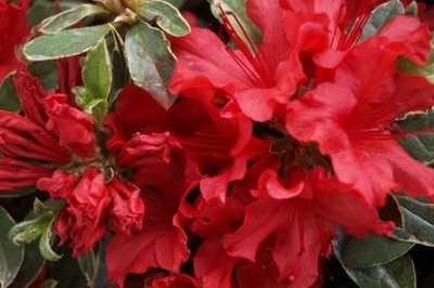 Azalia wielkokwiatowa Rhododendron 'Czerwona'