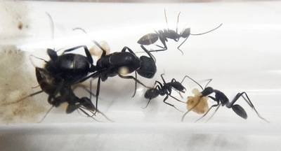 Camponotus alii KRÓLOWA Mrówki Do Hodowli