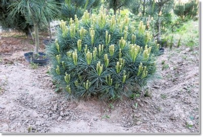 Pinus strobus 'Sea Urchin' - !!!
