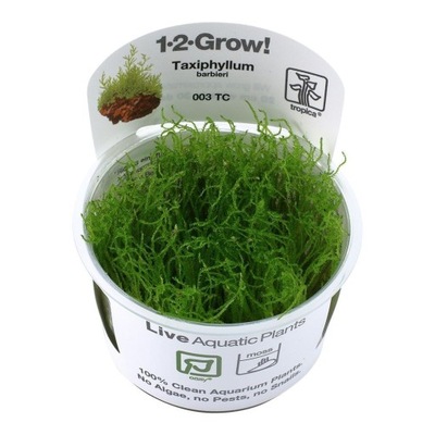 Taxiphyllum barbieri Java moss 1-2 Grow Tropica