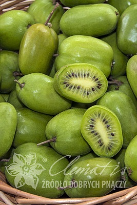 aktinidia ostrolistna 'Chang Bai Giant'