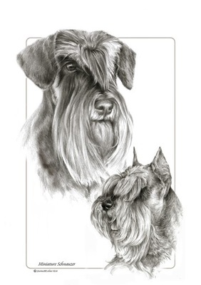 Sznaucer miniaturowy - grafika