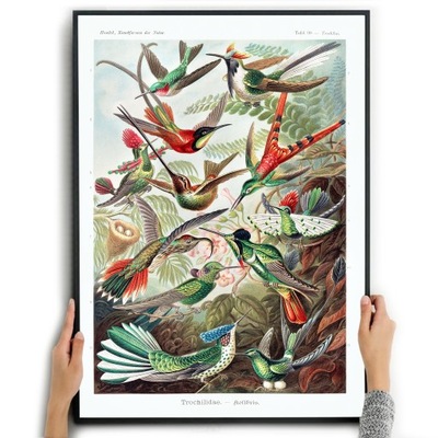 PLAKAT BOTANICZNY A3 Ernst Haeckel Kolibry