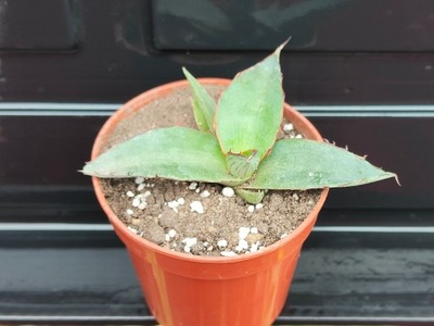 Agave univittata var. lophantha