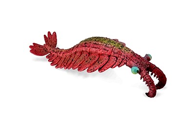 ANOMALOCARIS