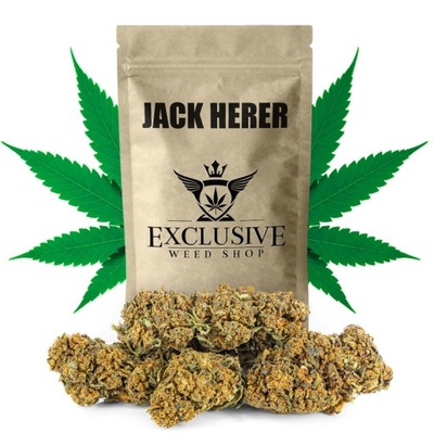 Susz konopny Jack Herer CBD 1g