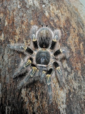 Grammostola pulchripes L4 (SpidersFactory)