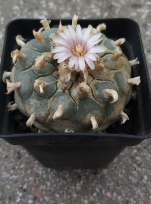 Kaktusy. Lophophora williamsii huizache