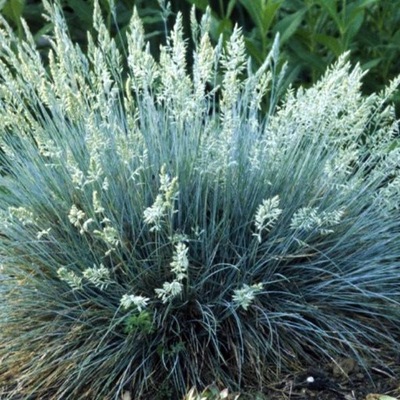 Kostrzewa popielato biała Festuca valesiaca Glauca SADZONKA