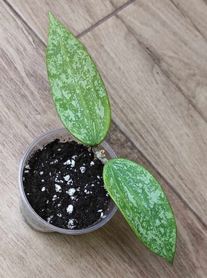 Hoya sp. rangsan