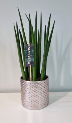 Sansevieria Sansewieria Bacularis Mikado +DONICZKA