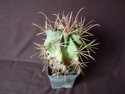 Kaktusy:Ferocactus emory v. rectispinus