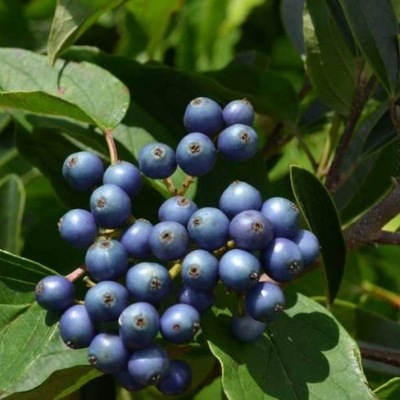 Dereń jedwabny błekitny krzew niebieskie owoce SADZONKA